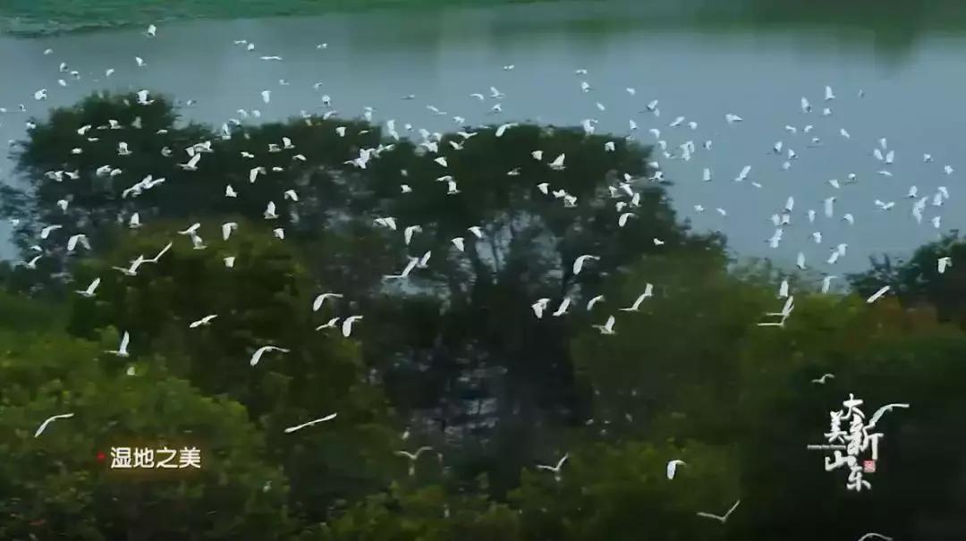 济宁任城湿地公园荷花,济宁莲花湿地