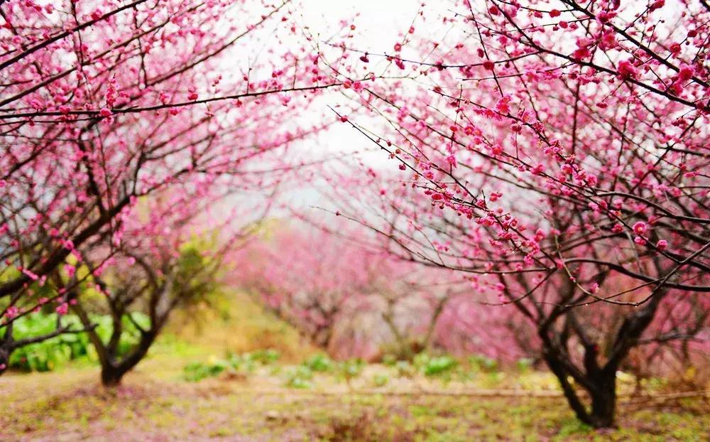 香雪海什么时候开放,香雪海惊艳了多少人