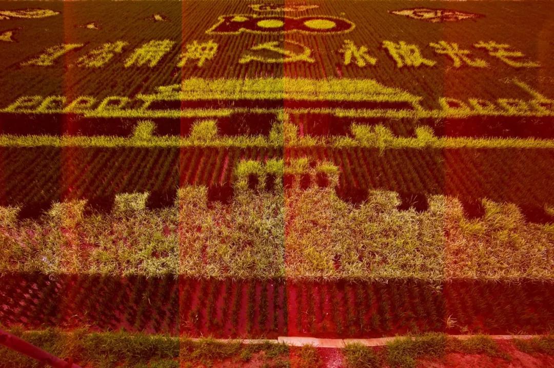 津门网金熙男:最美的稻田