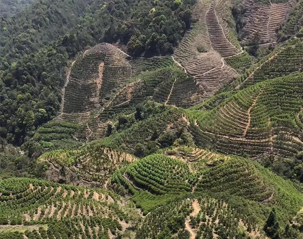 乌岽蜜兰香冲泡为什么会有苦涩感,乌岽老枞蜜兰香是什么茶