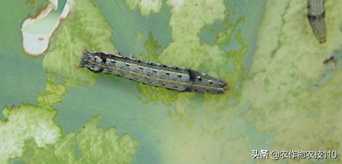 南瓜高产种植，病害重、虫子多；如何防治效果好呢？