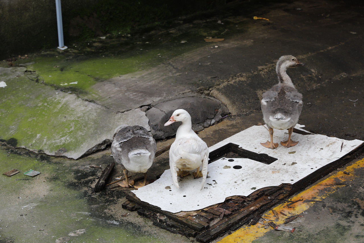 大武汉系列之湖北机床厂,大武汉之武汉国棉六厂