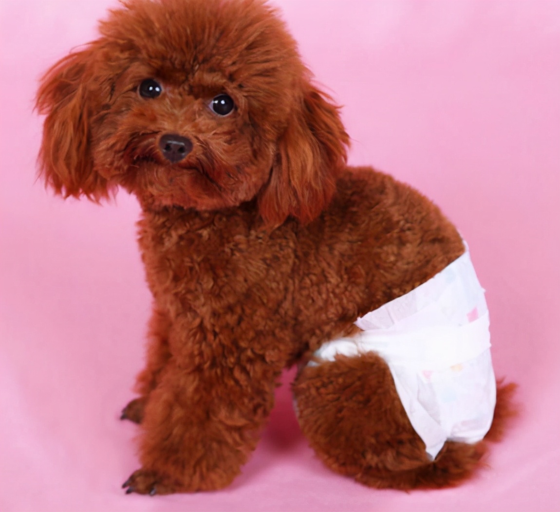 泰迪犬挑食怎么办,泰迪犬老是啃牙怎么回事