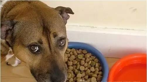 狗狗护食放任不管，担心酿成恶果，用这几种办法让狗狗改正坏习惯