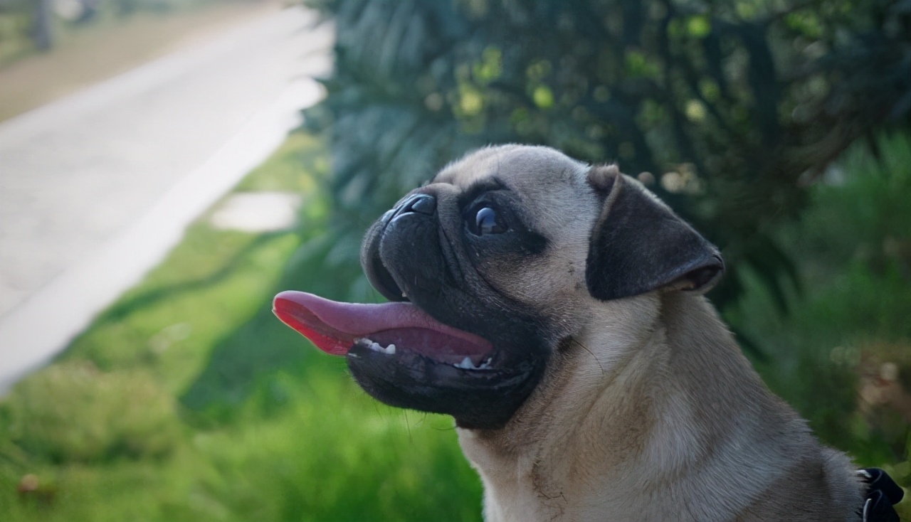 要不要让小狗生宝宝,该不该让狗生小孩