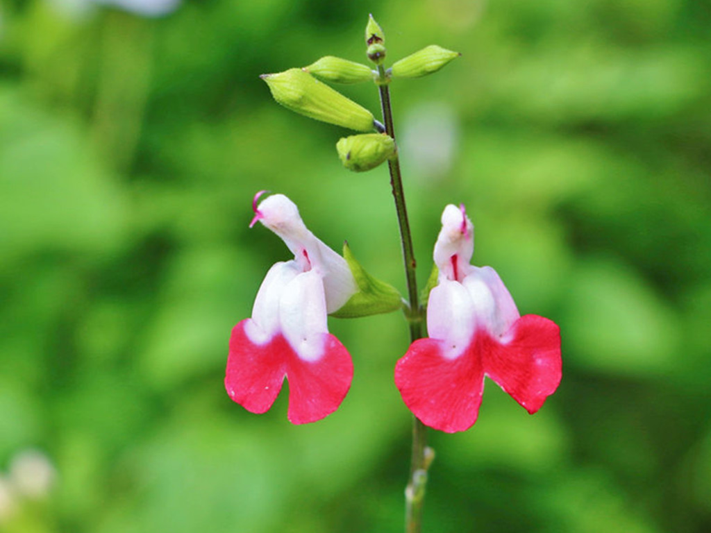 常见易养草花有哪些花卉,草花品种及花名图片欣赏大全