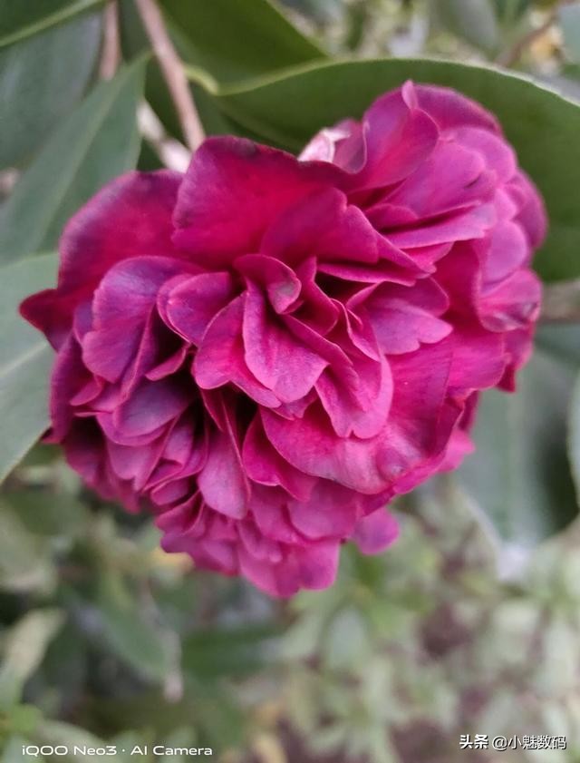 iqooneo7骁龙版评测,iqooneo3手机详细评测