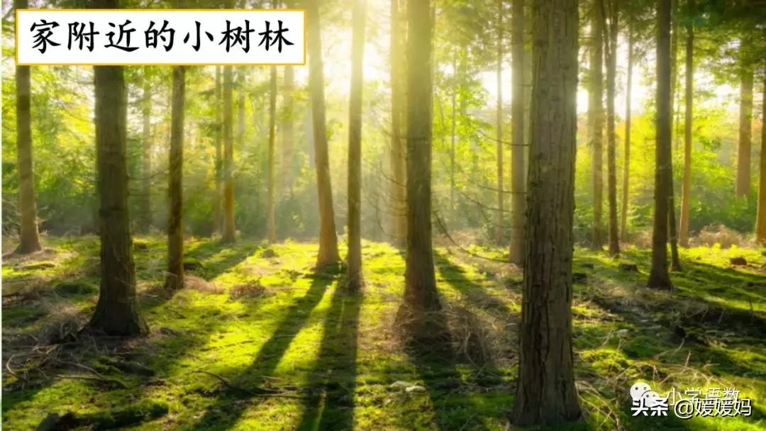 四年级下册语文第五单元作文《游______》写作指导