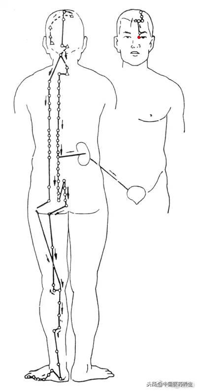 12经络对应12时辰走向图讲解,人体12经络走向位置图详解