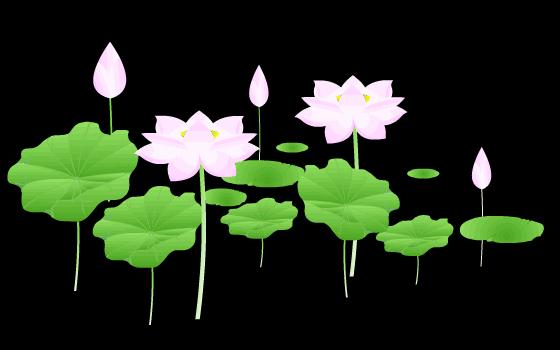 柯汝读邮：荷花T54映日荷花别样红