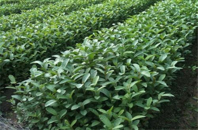 番石榴种植与管理技术和注意事项,番石榴种植技术和管理方法