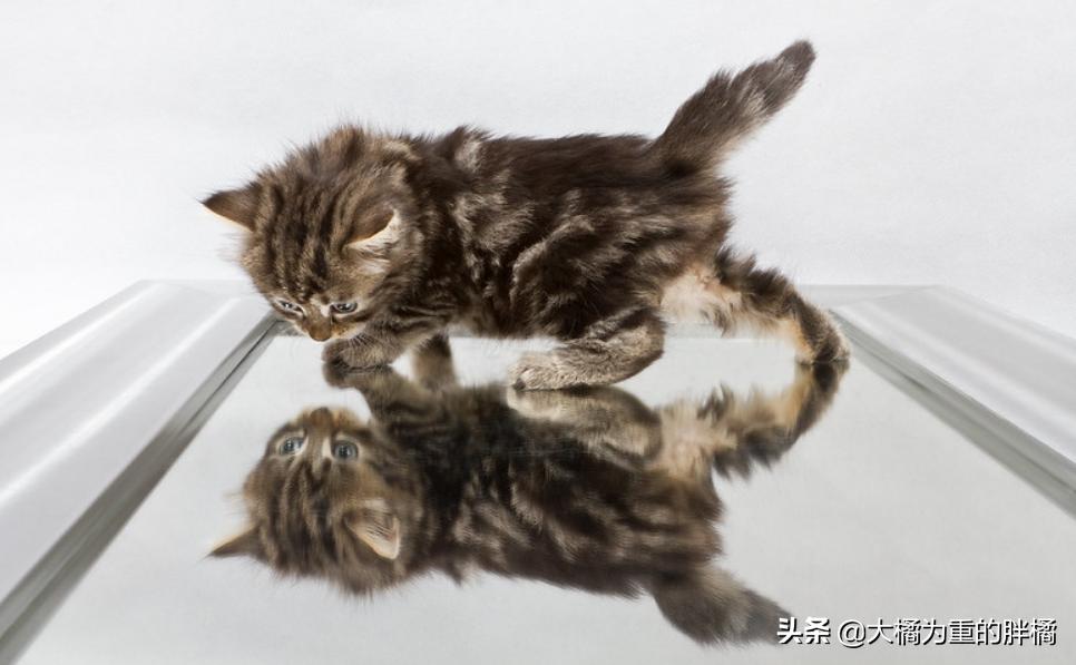 猫咪露出光滑的红色皮肤,猫咪露出一边獠牙