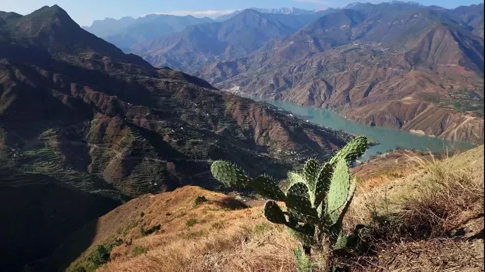 仙人掌和鸡蛋一起吃有什么功效,仙人掌果泡水喝有什么作用与功效