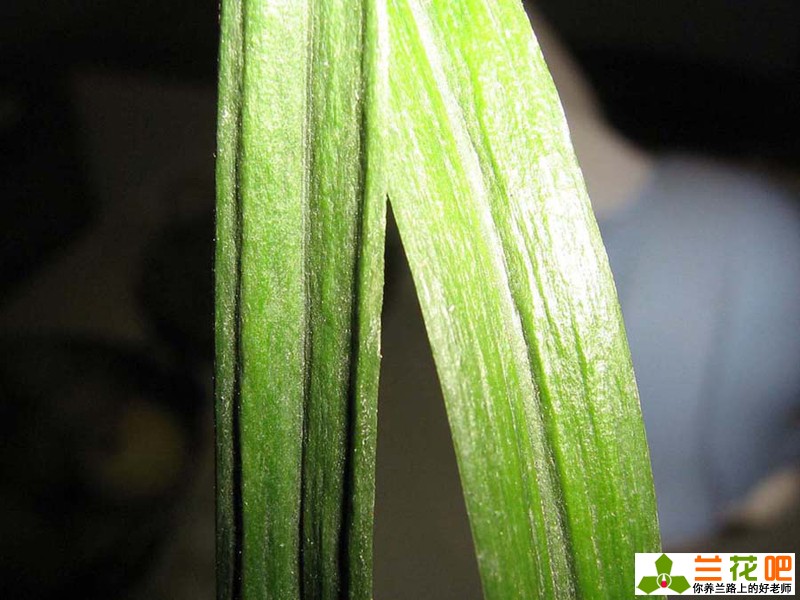 兰花皮草,皮草兰花