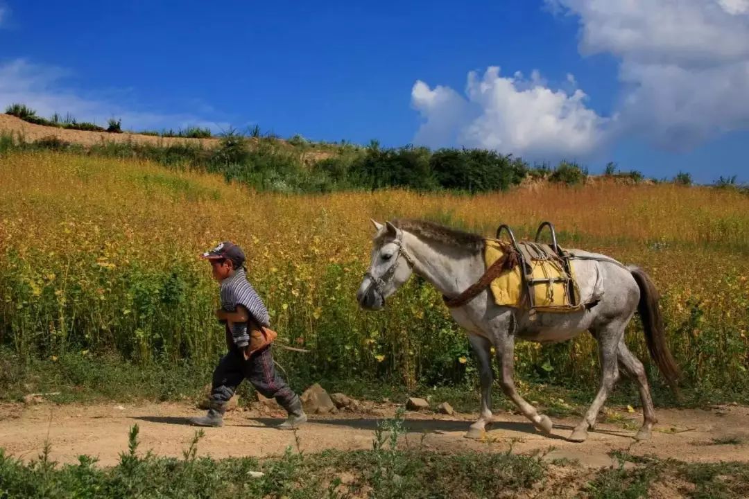 大凉山特产苦荞香茶,大凉山高山黑苦荞茶