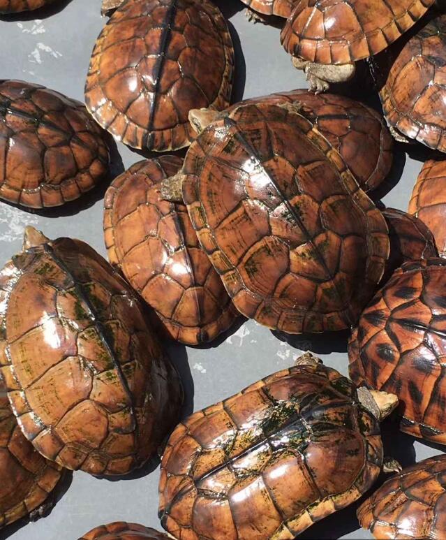 现在石金钱龟市场价格,2021年石金钱龟价格表