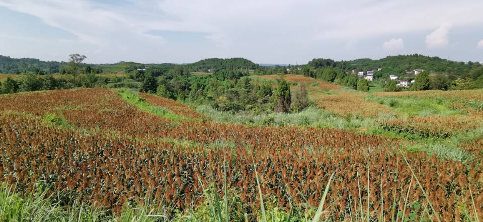 红了！红了！这些天的南充市嘉陵区龙蟠镇真的是“红遍天”了