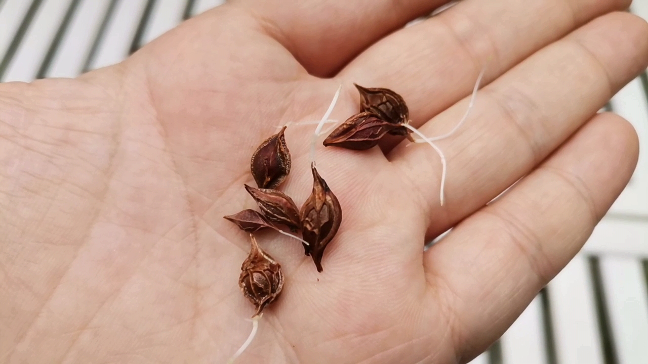 酢浆草播种技巧,酢浆草怎么播种