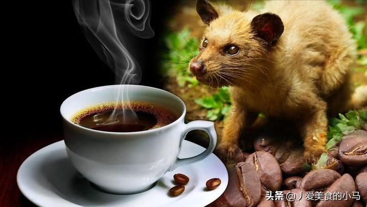 为什么猫屎咖啡好喝,猫屎那么臭怎么有人愿意养猫