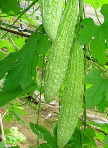 哪些蔬菜是降血糖的天然胰岛素,高血糖吃什么水果和蔬菜降血糖好