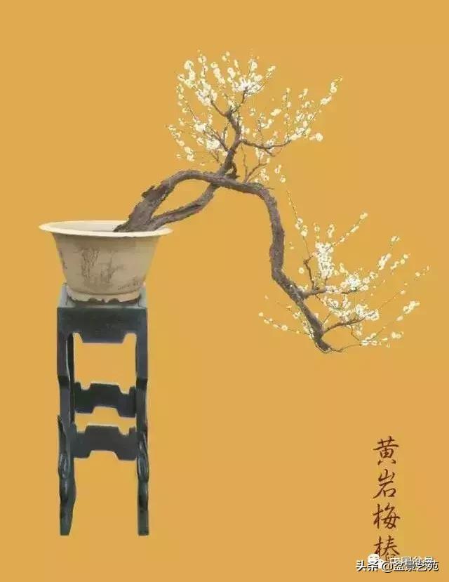 赏梅花十首最好的诗,最经典的梅花十绝