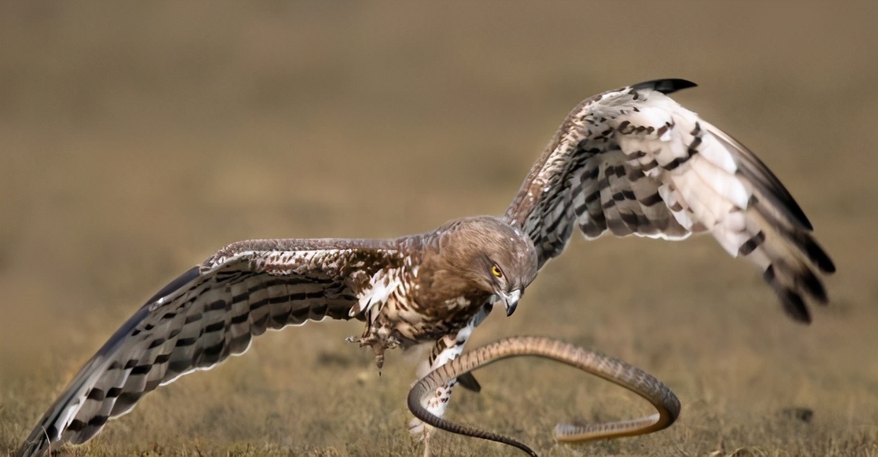 专家捕蛇技术,抓蛇高手徒手抓蛇