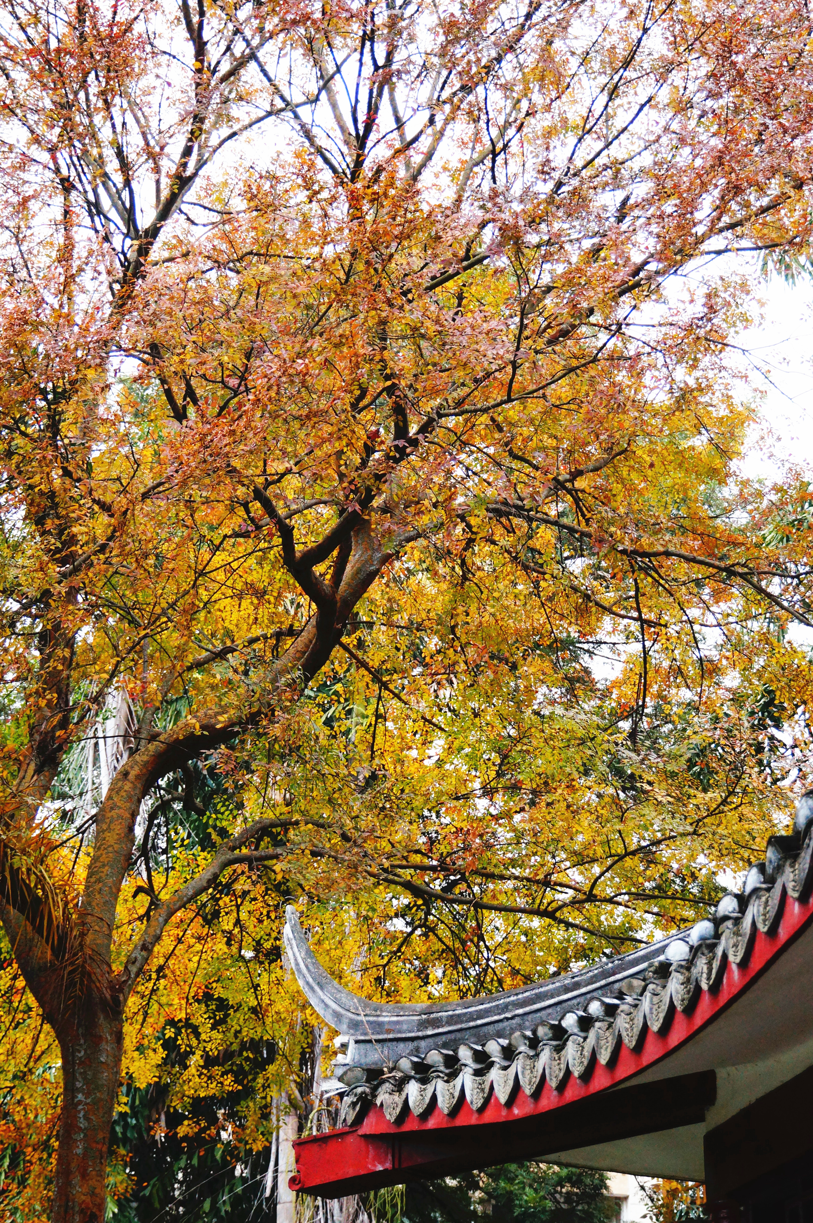 柳州的柳侯公园景色,柳州的秋天美景