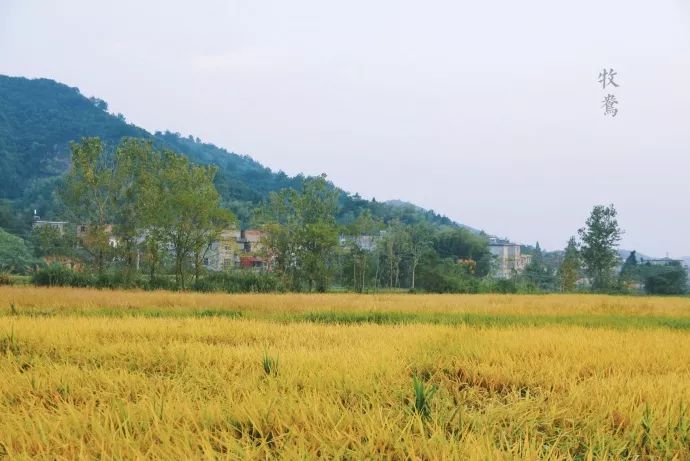 10年前，那个花83元穷游*藏西**的姑娘，后来怎么样了？