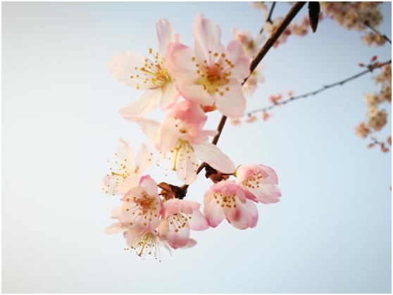 三月春色唯美诗句,阳春三月好风光诗词鉴赏