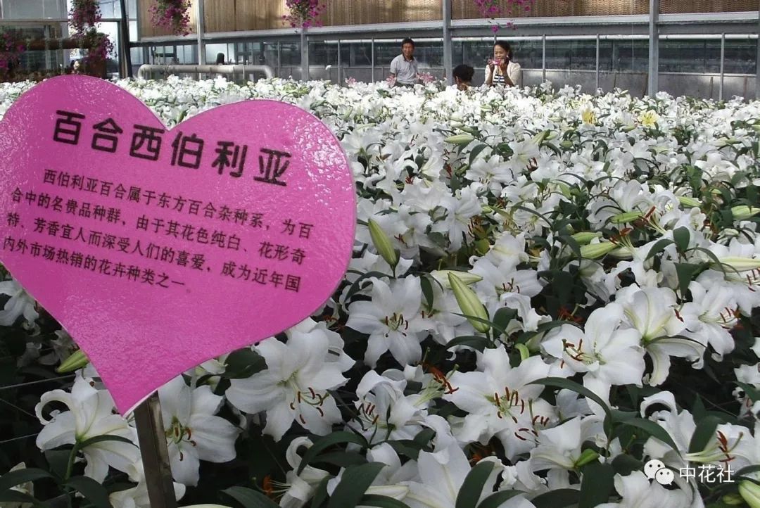 百合种球“*私走**”案引发蝴蝶效应，业内：这只是刚开始