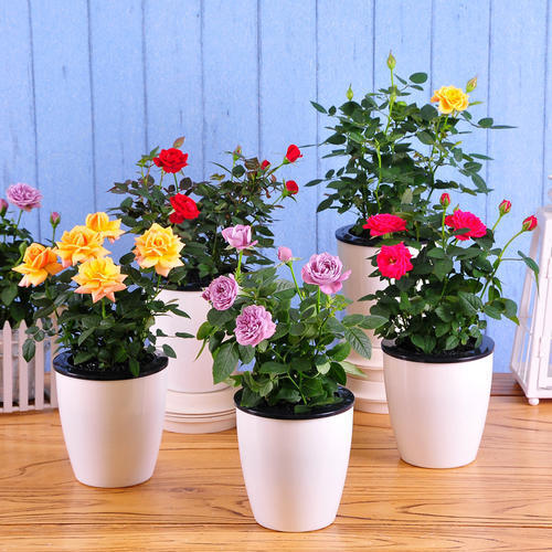 玫瑰花养活的小技巧,玫瑰花盆栽怎样容易养活