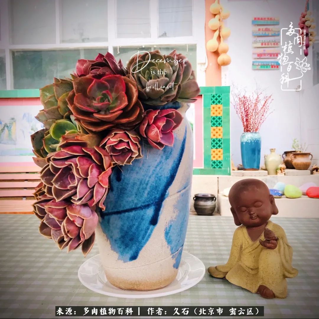 与多肉朝夕相伴的美好时光,多肉相伴人生无忧图片