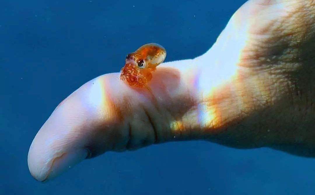 科学家发现章鱼高智商谜,八爪鱼真的是外星人吗