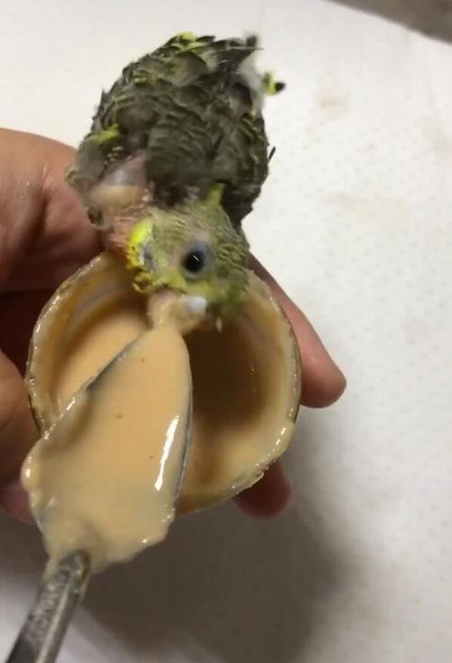 养鹦鹉和养观赏鸟哪个好,观赏鸟养殖的现状及前景