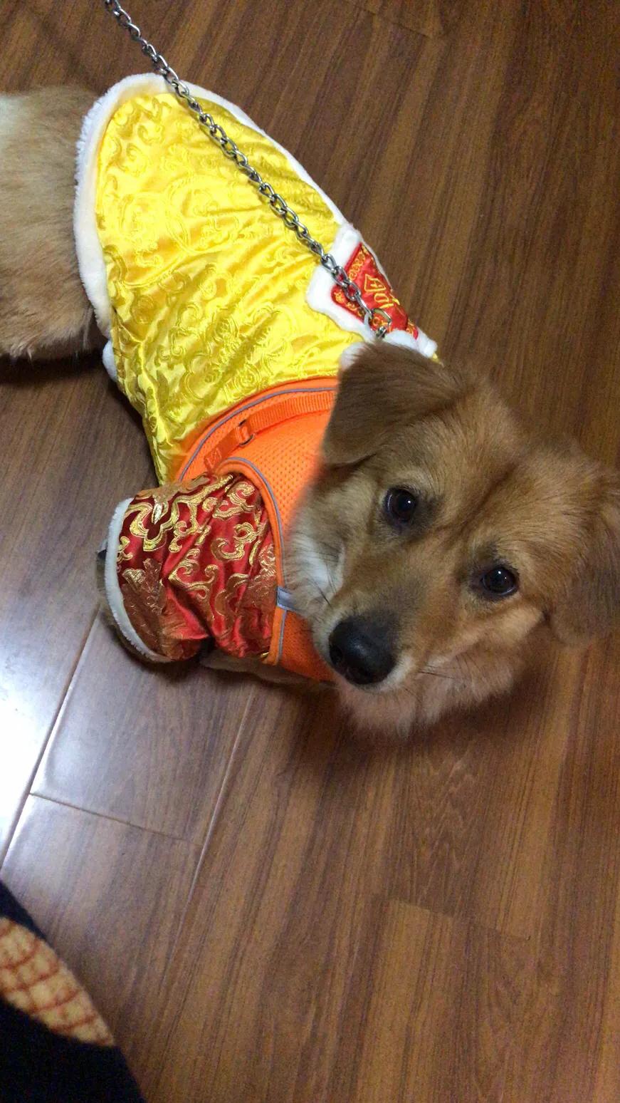 中华田园犬领养活动内容,收养中华田园犬