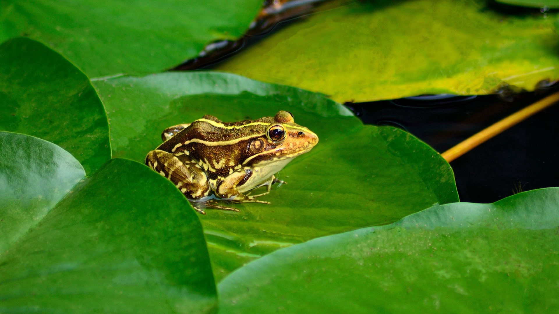 林蛙蝌蚪和蟾蜍蝌蚪能分辨出来吗,养殖林蛙蝌蚪技术视频教学大全