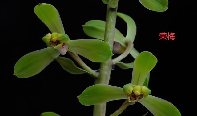 蕙兰新品图片欣赏大全,蕙兰新八种叶片欣赏