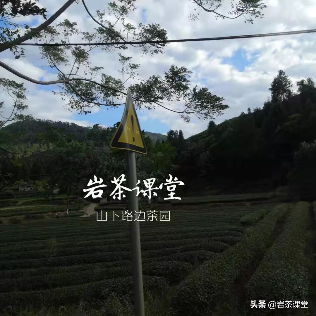 如何辨别红茶金骏眉好坏 (如何区分真假金骏眉红茶)