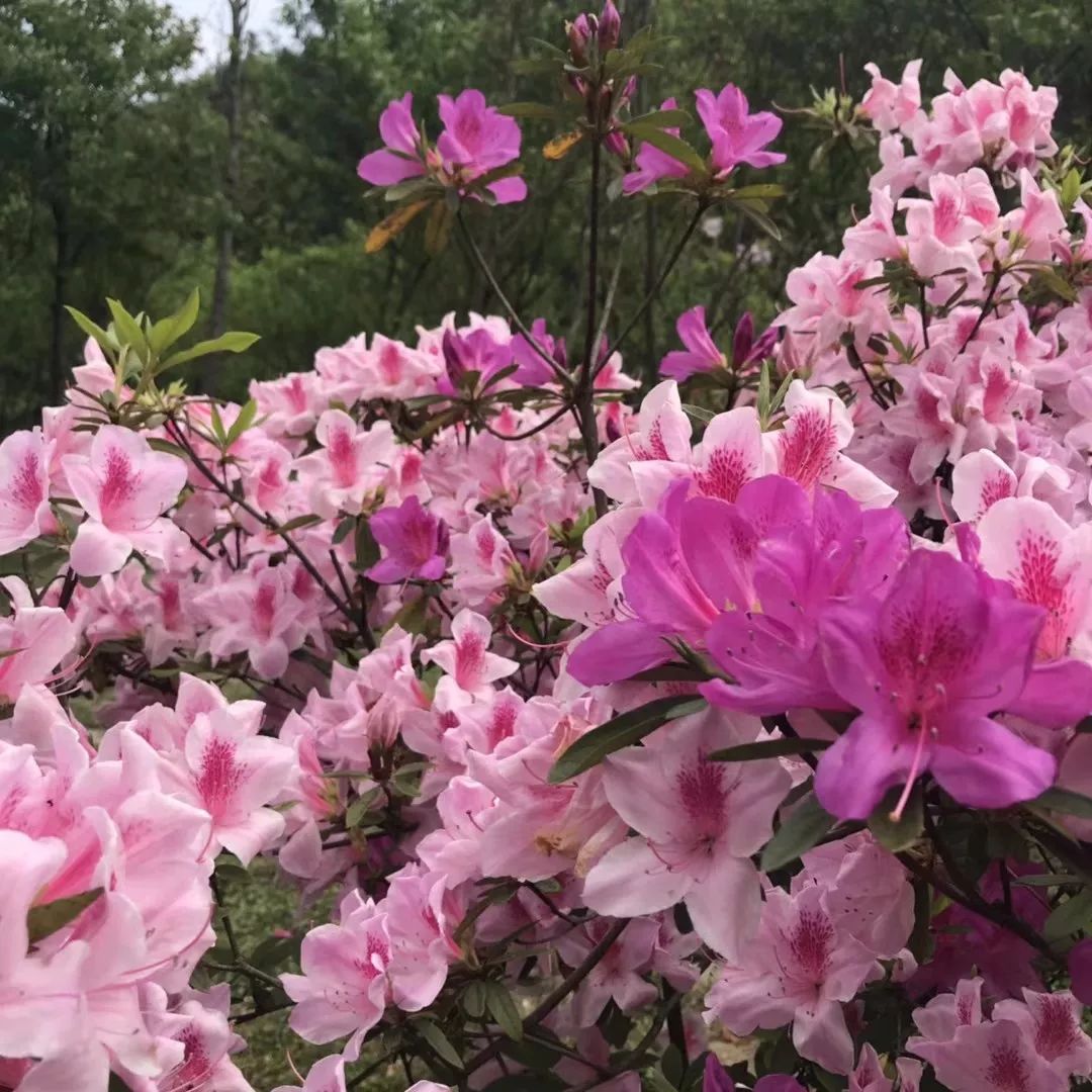 贺州姑婆南国仙山景区,贺州姑婆山景区旅游攻略