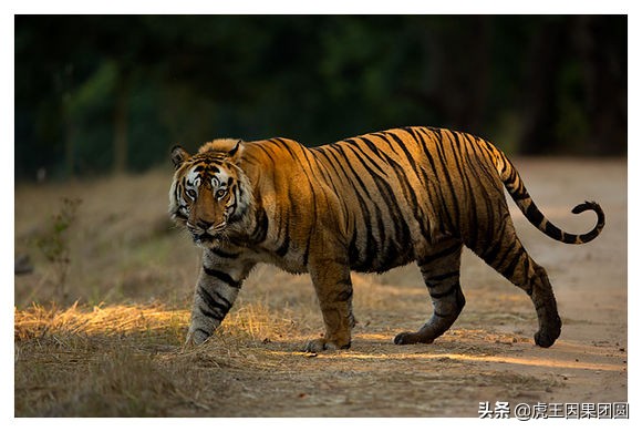 巴梅拉雄虎,传奇虎王战斗视频