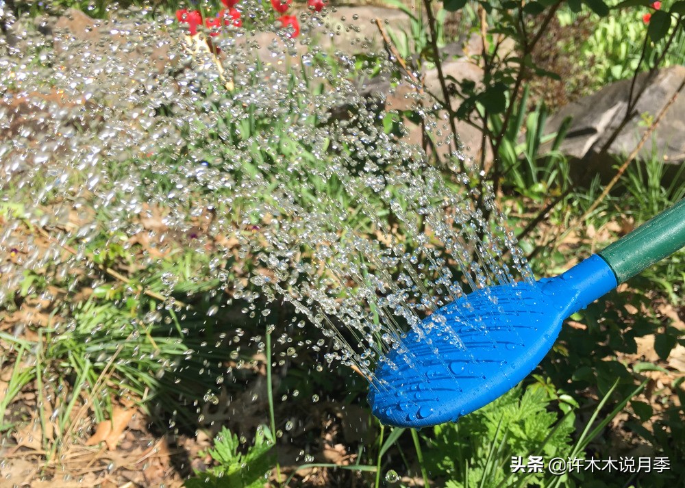 月季应该怎么浇水,月季的浇水注意事项