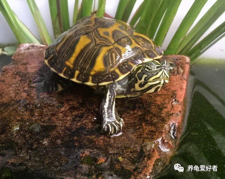 黄头侧颈龟属于保护动物吗,中国龟和本土龟有什么区别