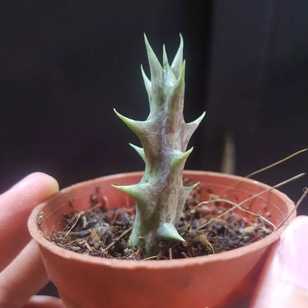 多肉紫龙角烂根怎么办,紫龙角多肉怎样让它开花