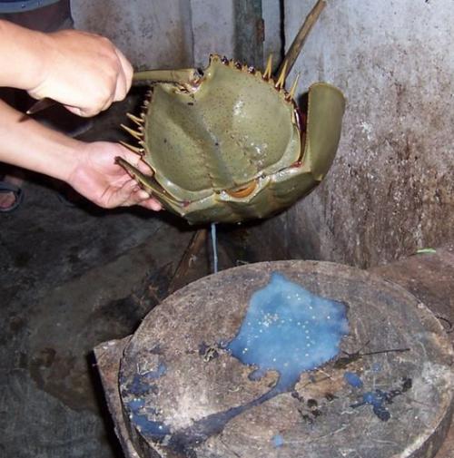 世界上哪种动物的血最贵,世界上最值钱的动物血