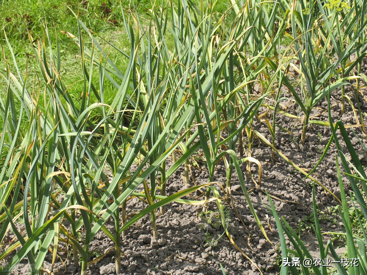 春雷王铜能治大蒜的软腐病吗,大蒜细菌性软腐病