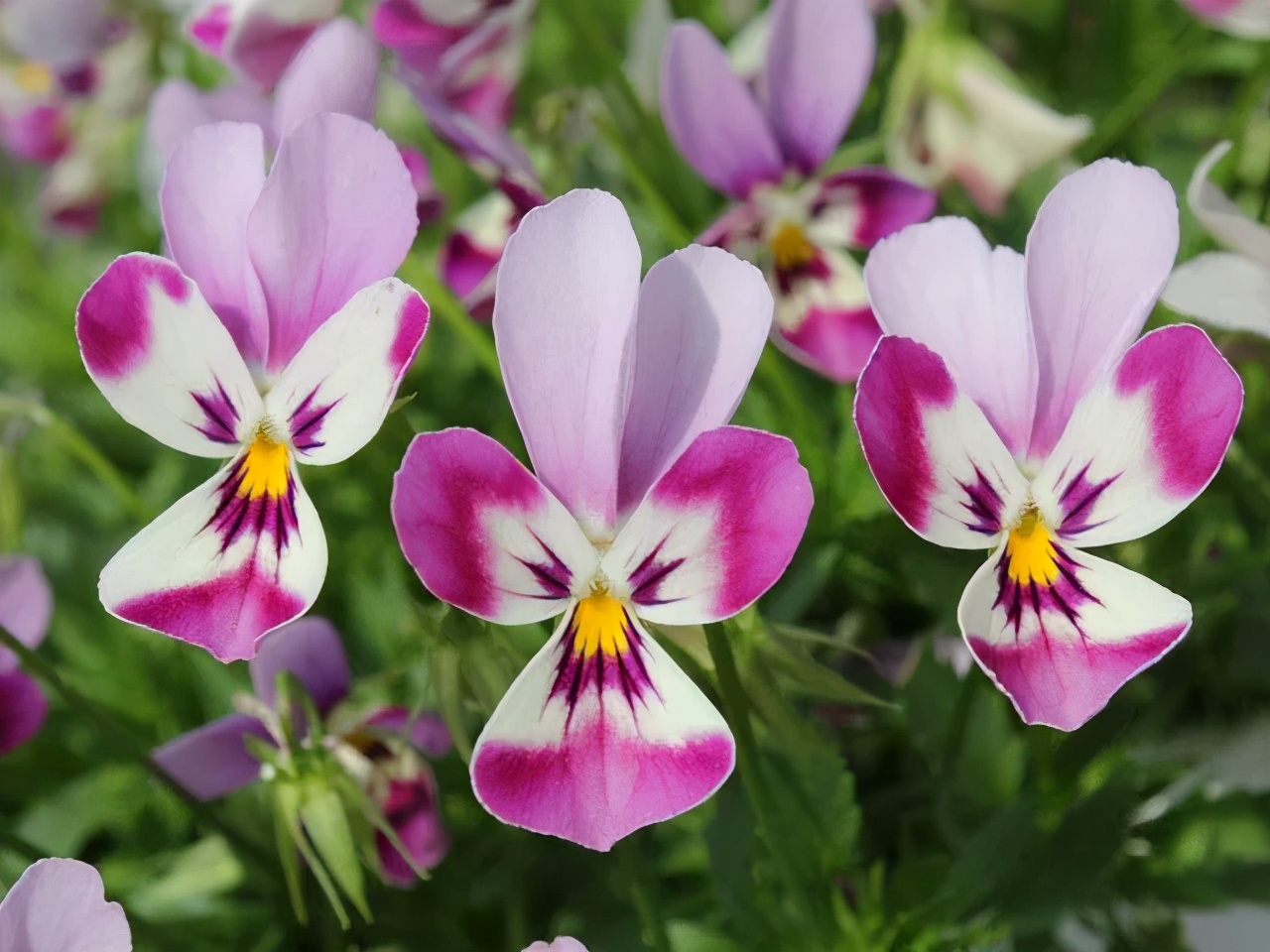 角堇和皱边角堇哪个花大,皱边角堇和穗边角堇的区别