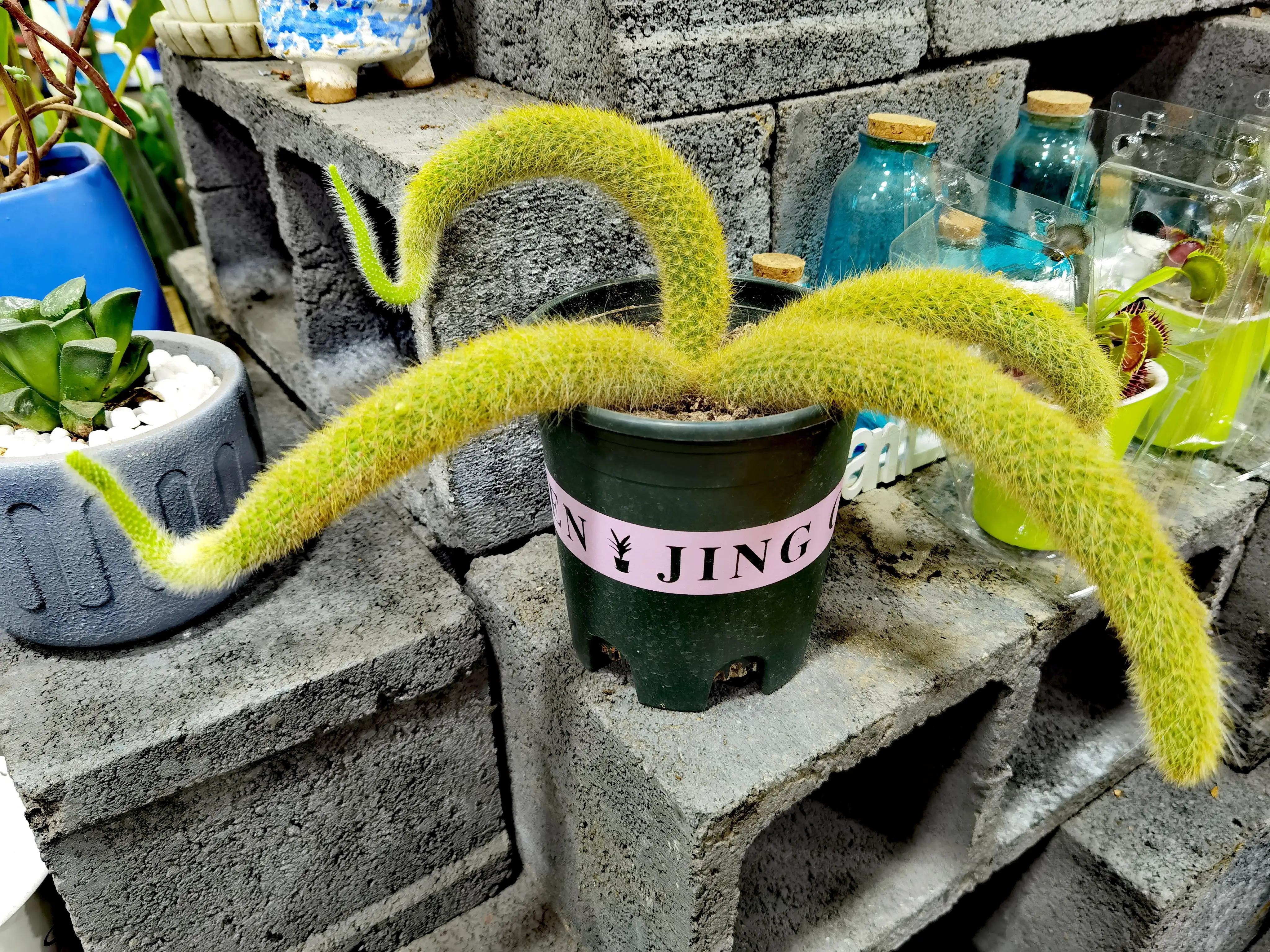 沈阳花卉市场搬哪去了,沈阳花卉市场批发各种绿植