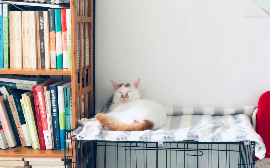 家养的猫咪需要打狂犬疫苗吗,家养的猫咪需要接种疫苗吗