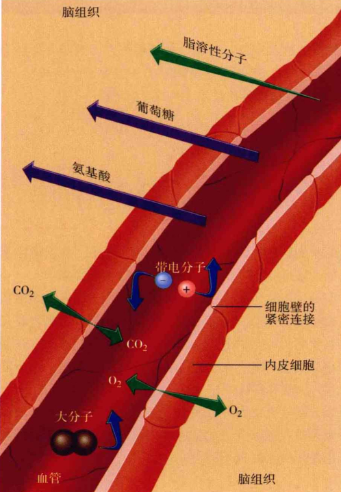 心理学的生物学基础知识,生物心理学知识书籍