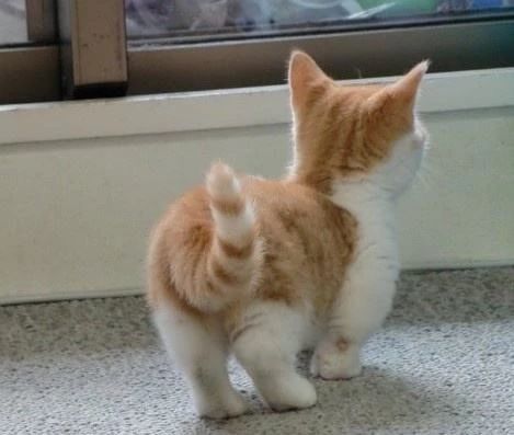 猫咪肛门腺什么症状,猫咪肛门腺有问题是什么症状